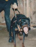 dog training school for gun dog training dog behavior modification, basic and advanced obedience training.
