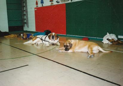 Dog Behavior and training seminars