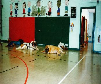 Dog Behavior and training seminars for schools and functions