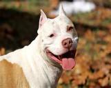 Breeds of pitbulls are varied dependant on the viewer